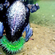 Illustration for article titled Watching This Sea Anemone Eat A Bird Will Completely F@#k You Up